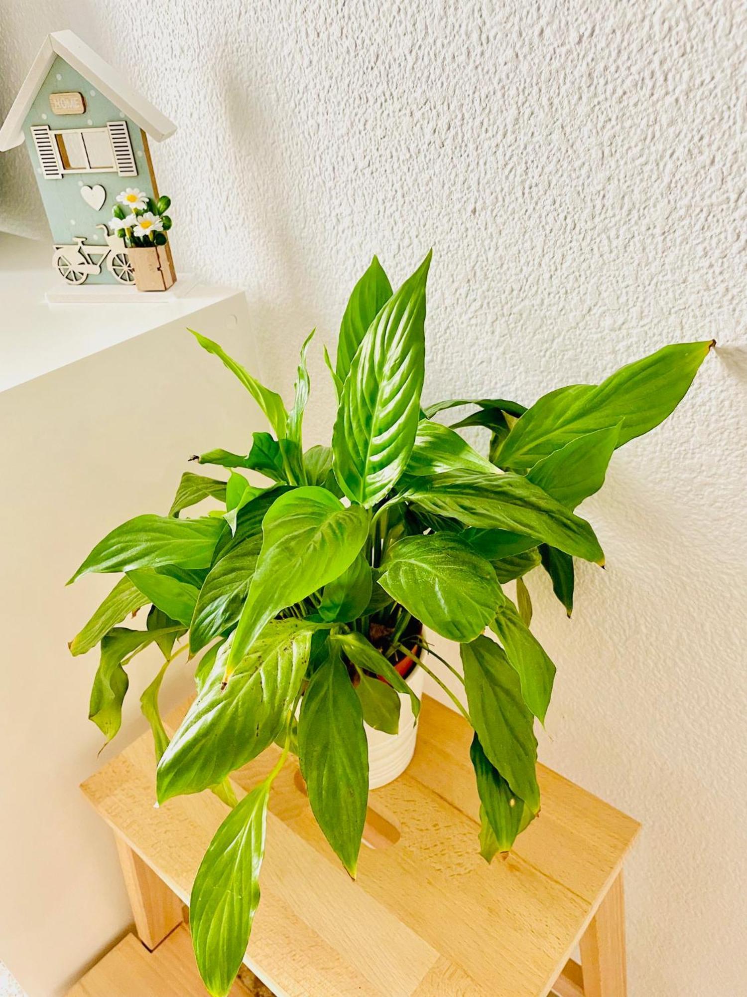 Precioso Apartamento Playa Pinedo 瓦伦西亚 外观 照片